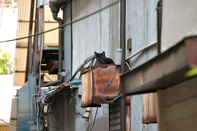 街のねこたち