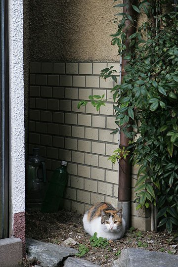 東京のねこ