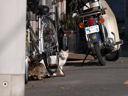 街のねこたち