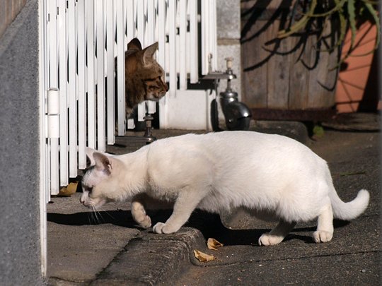 街のねこたち