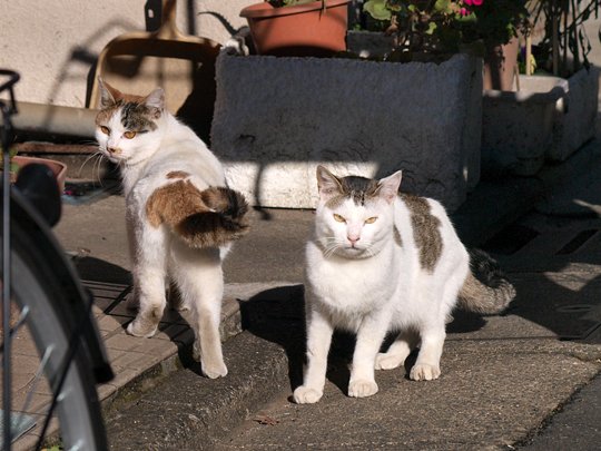 街のねこたち