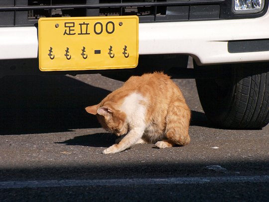 街のねこたち