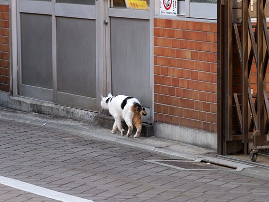 街のねこたち