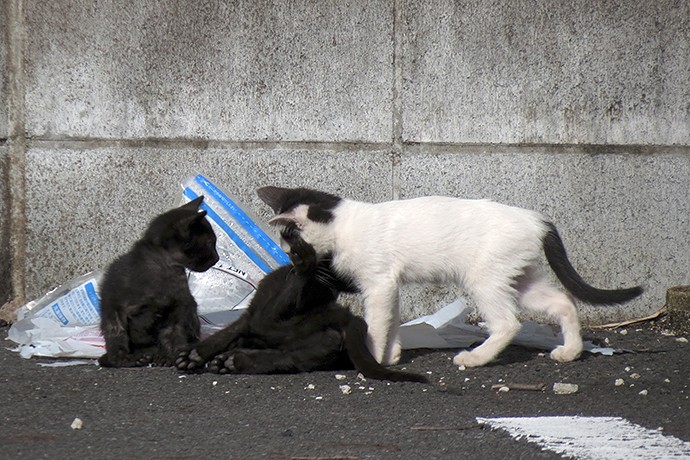街のねこたち
