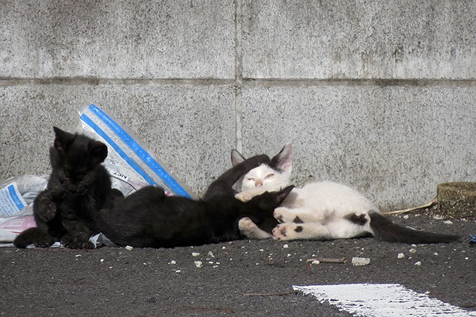 街のねこたち