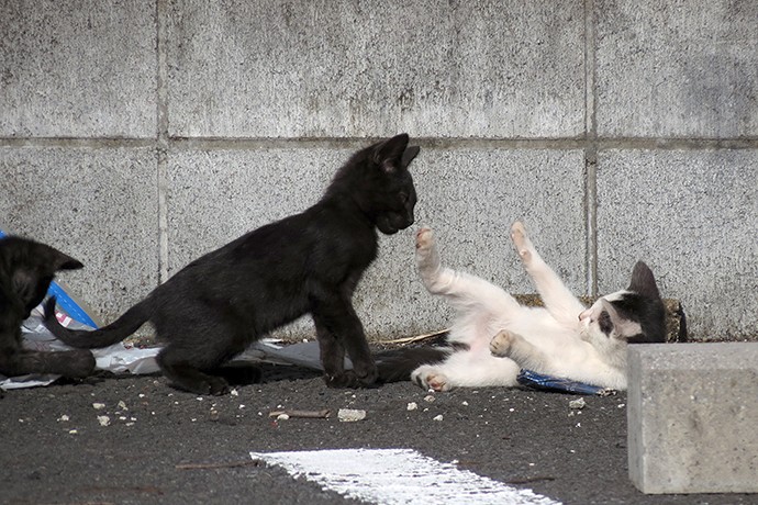 街のねこたち