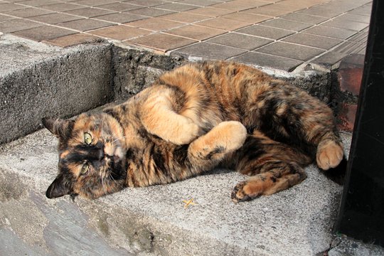 街のねこたち
