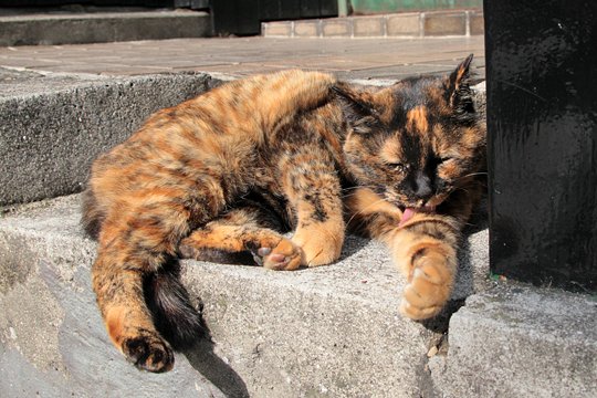 街のねこたち