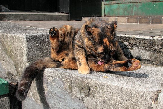 街のねこたち