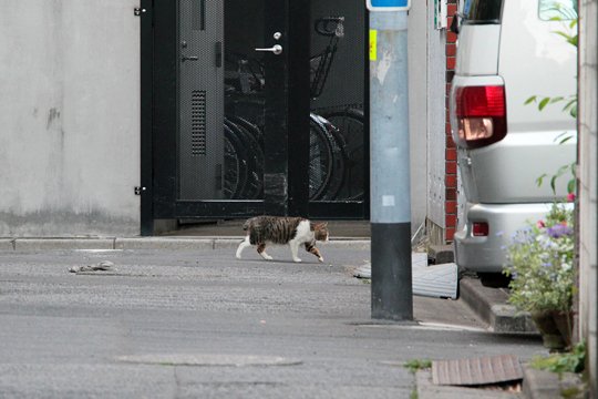 街のねこたち