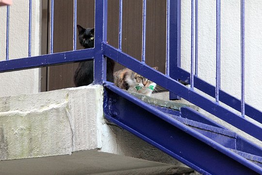 街のねこたち
