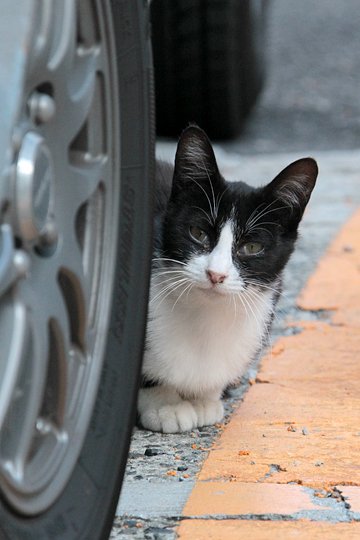 街のねこたち