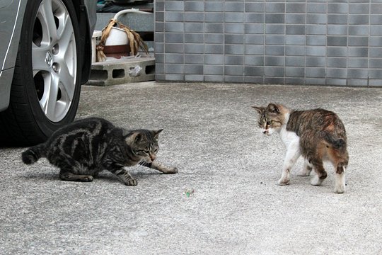 街のねこたち