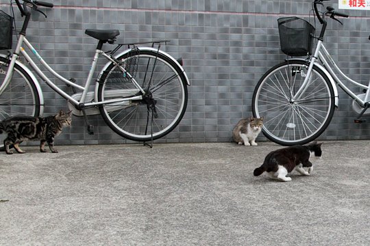 街のねこたち