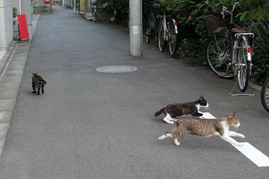 街のねこたち