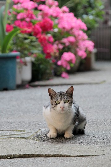 街のねこたち