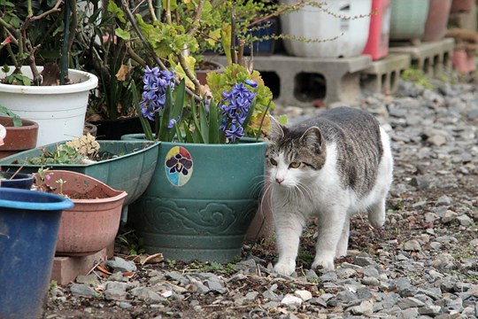 街のねこたち