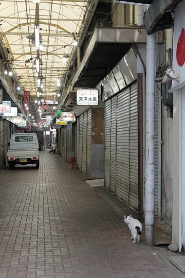 街のねこたち