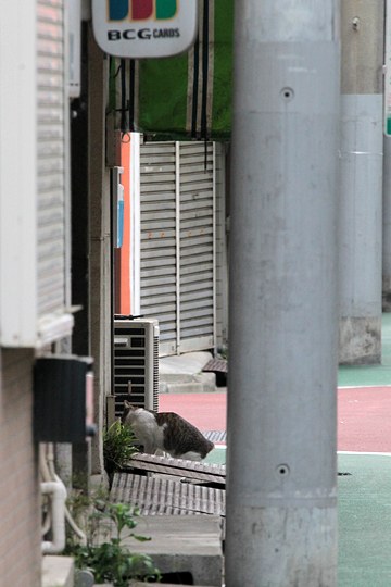 街のねこたち