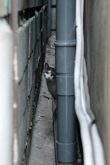 街のねこたち