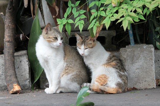街のねこたち