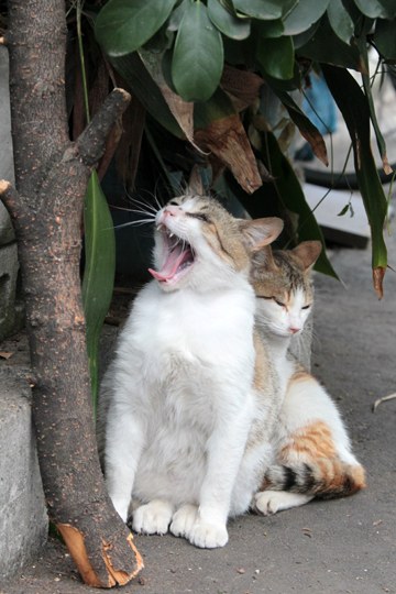 街のねこたち