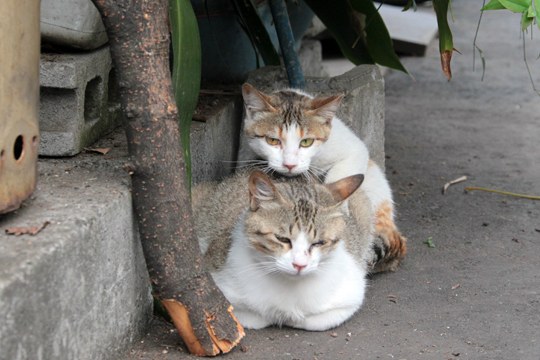 街のねこたち