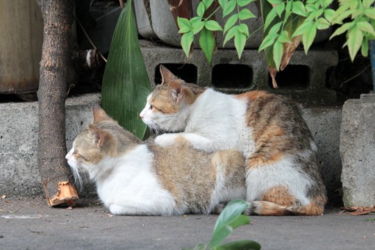 街のねこたち