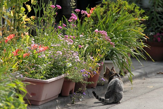 街のねこたち