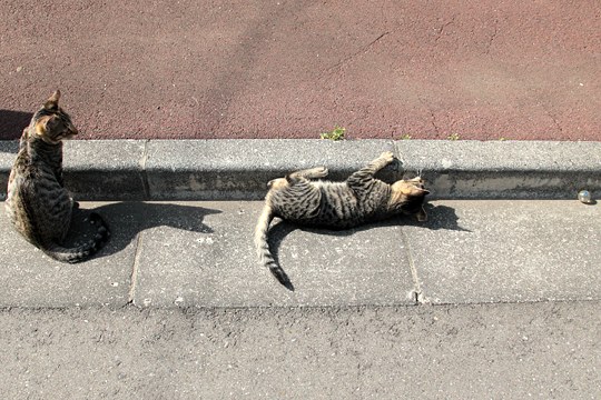 街のねこたち