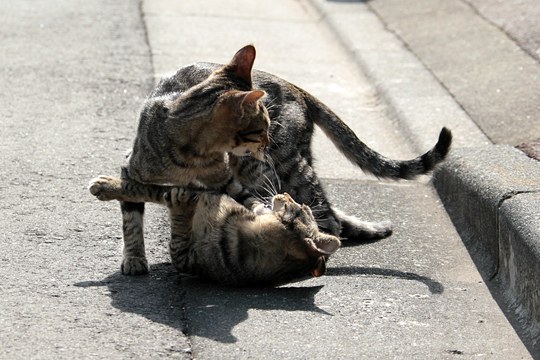 街のねこたち