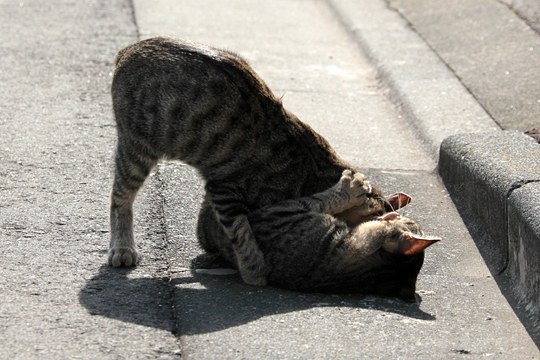 街のねこたち