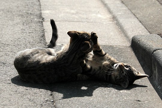 街のねこたち
