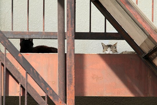 街のねこたち