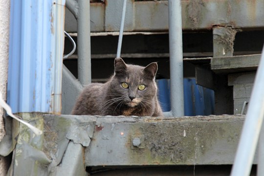 街のねこたち