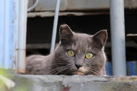街のねこたち