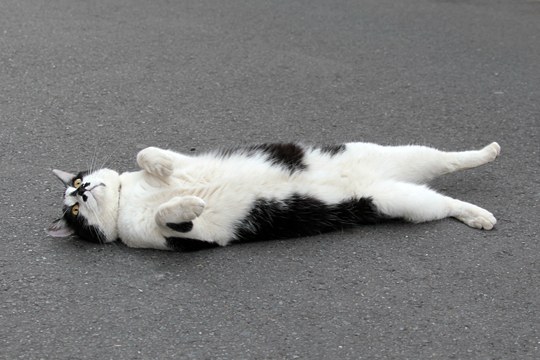街のねこたち