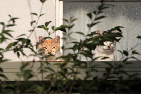 街のねこたち