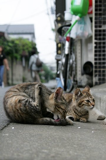 街のねこたち