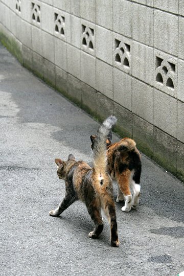街のねこたち