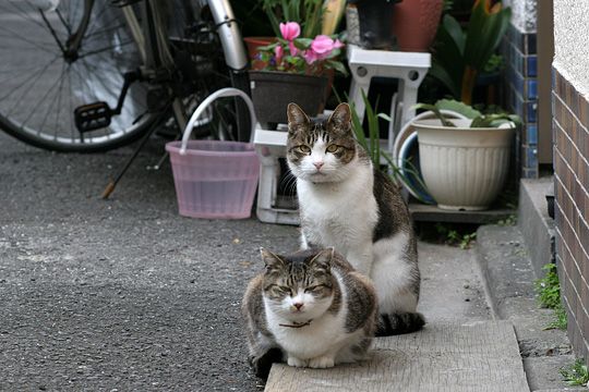 街のねこたち