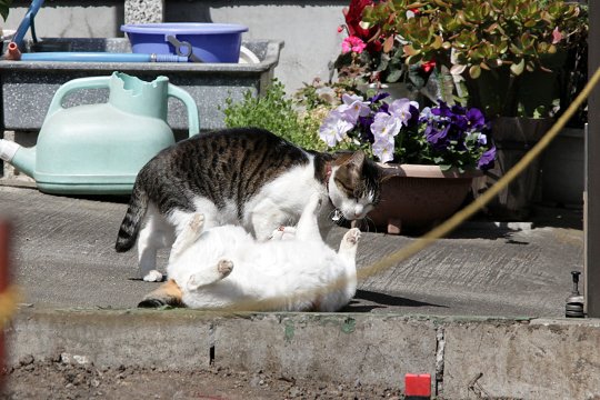 街のねこたち