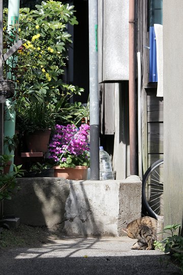 街のねこたち