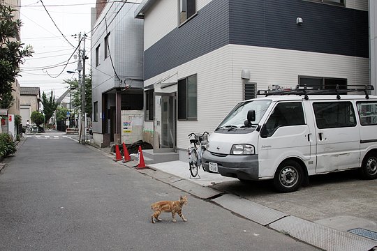 街のねこたち