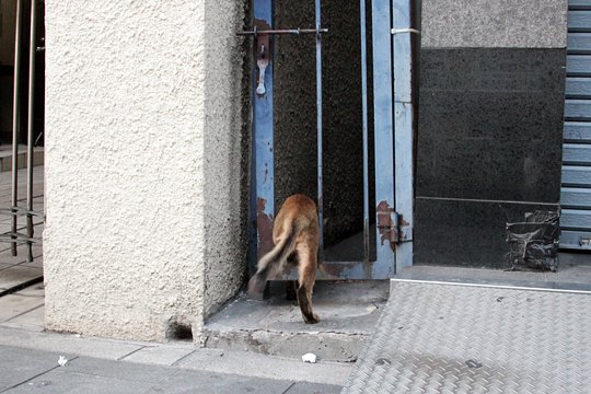 街のねこたち