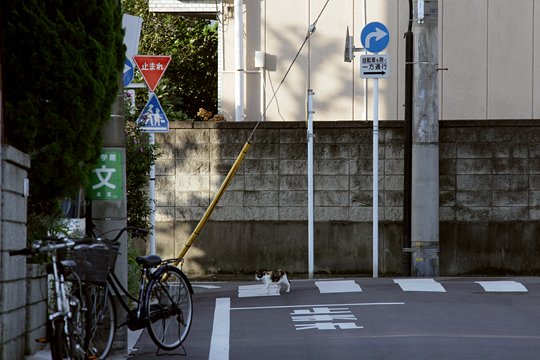 街のねこたち
