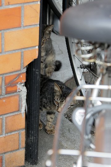 街のねこたち