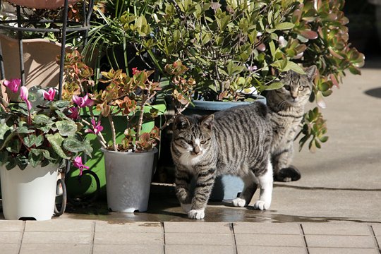 街のねこたち