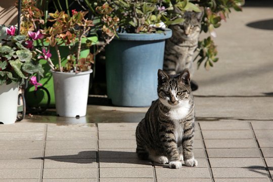 街のねこたち
