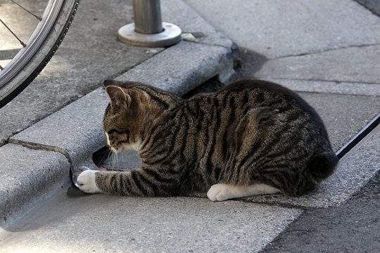 街のねこたち
